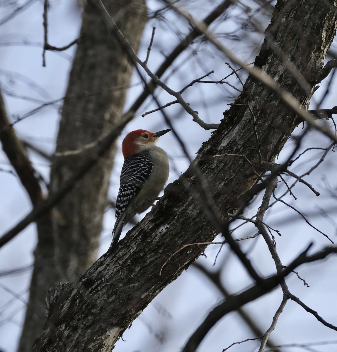 Red-bellied Woodpecker - ML524540921