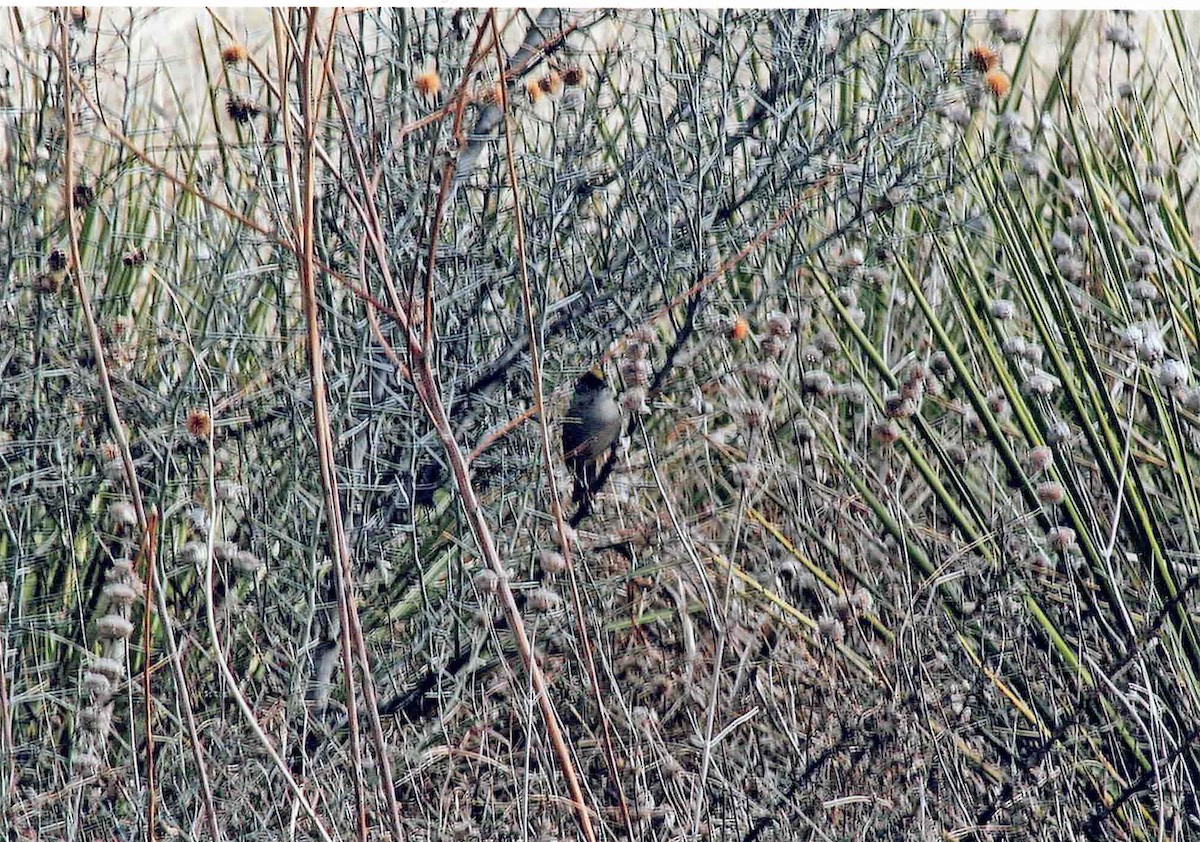 Golden-crowned Sparrow - ML524542091