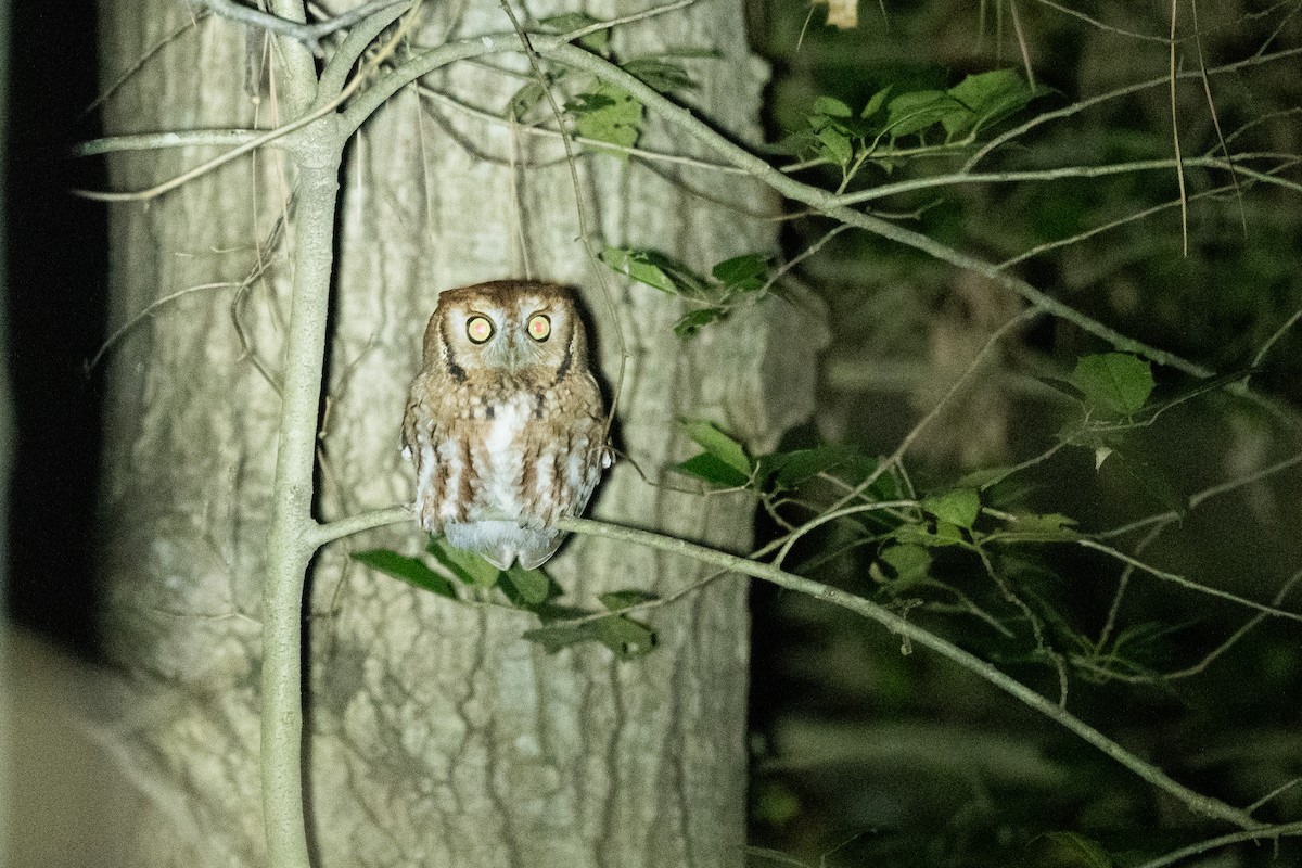 Eastern Screech-Owl - ML524542701