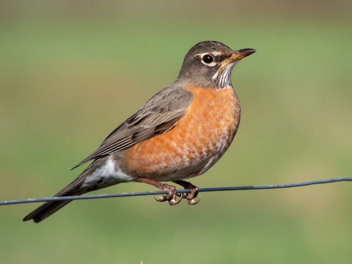 American Robin - ML524543201