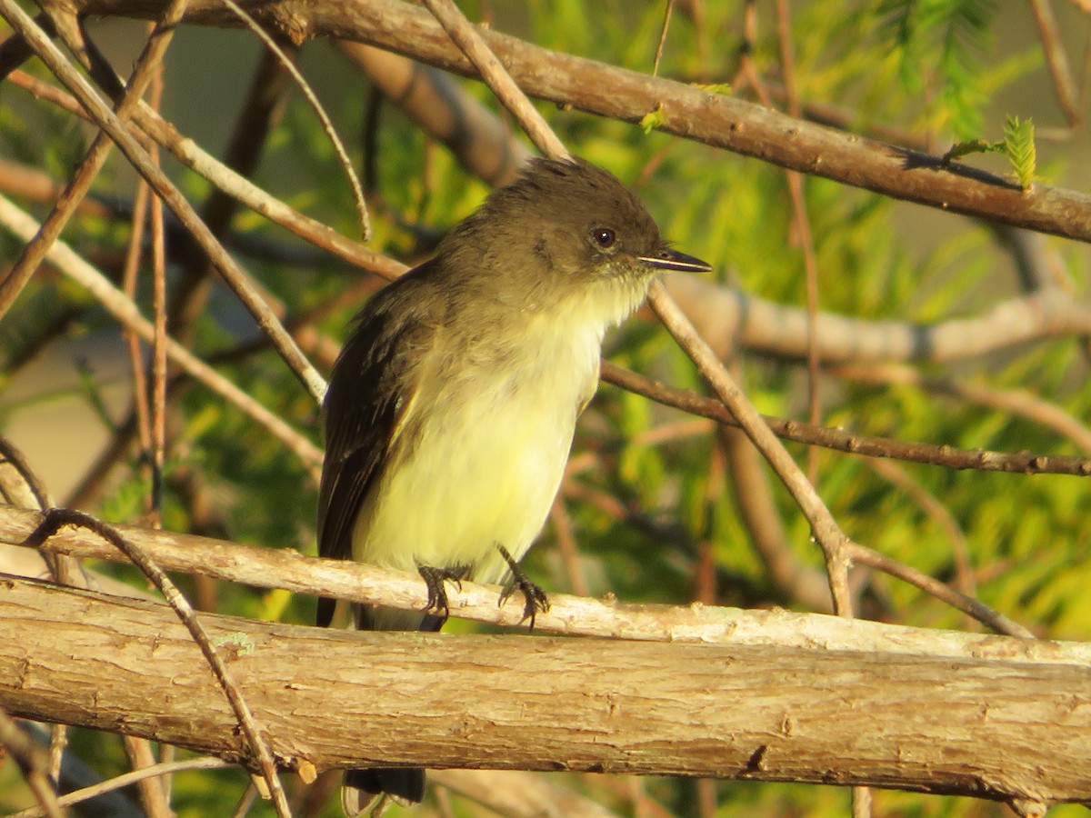 Eastern Phoebe - ML524543781