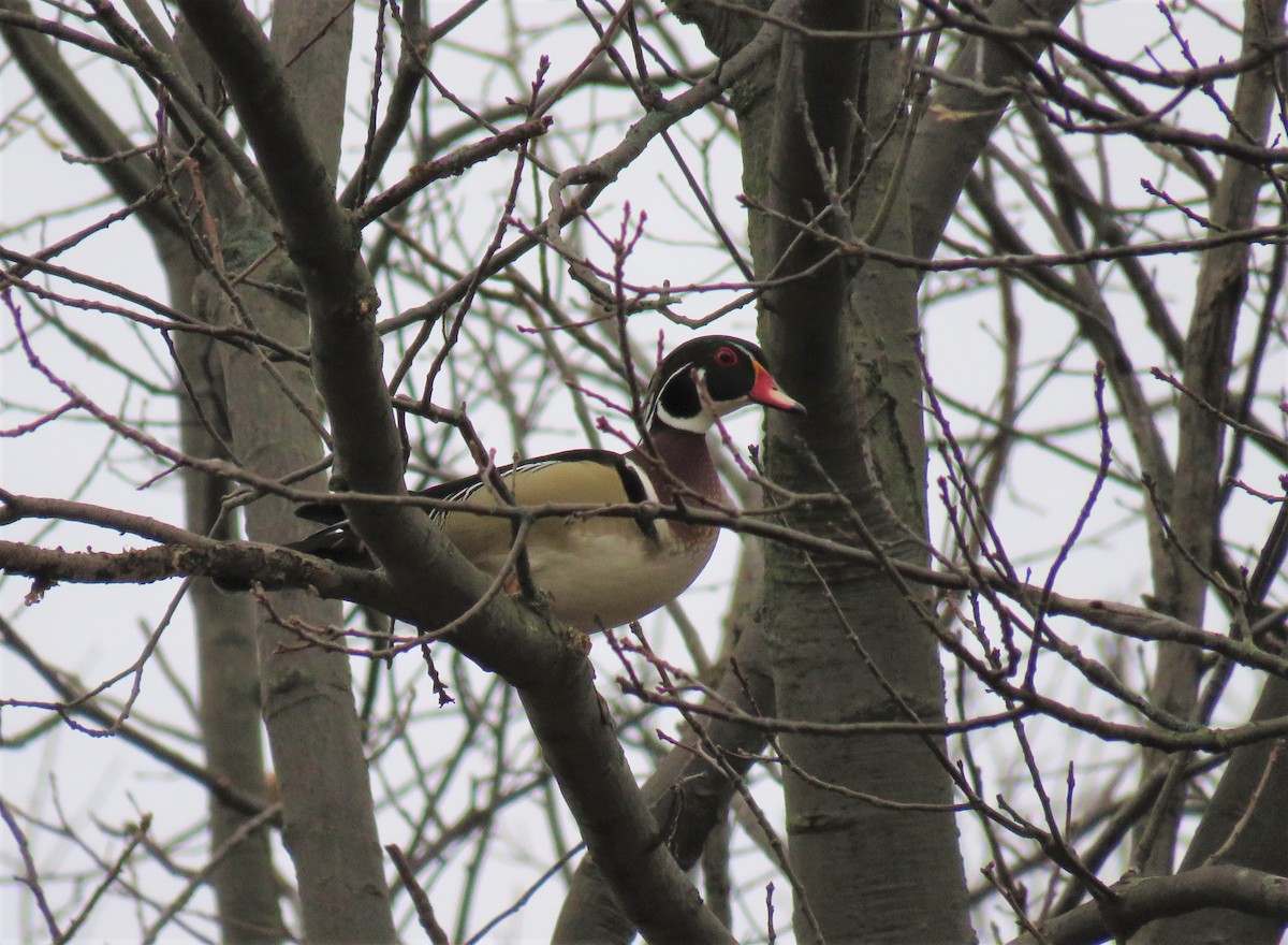 アメリカオシ - ML52454481