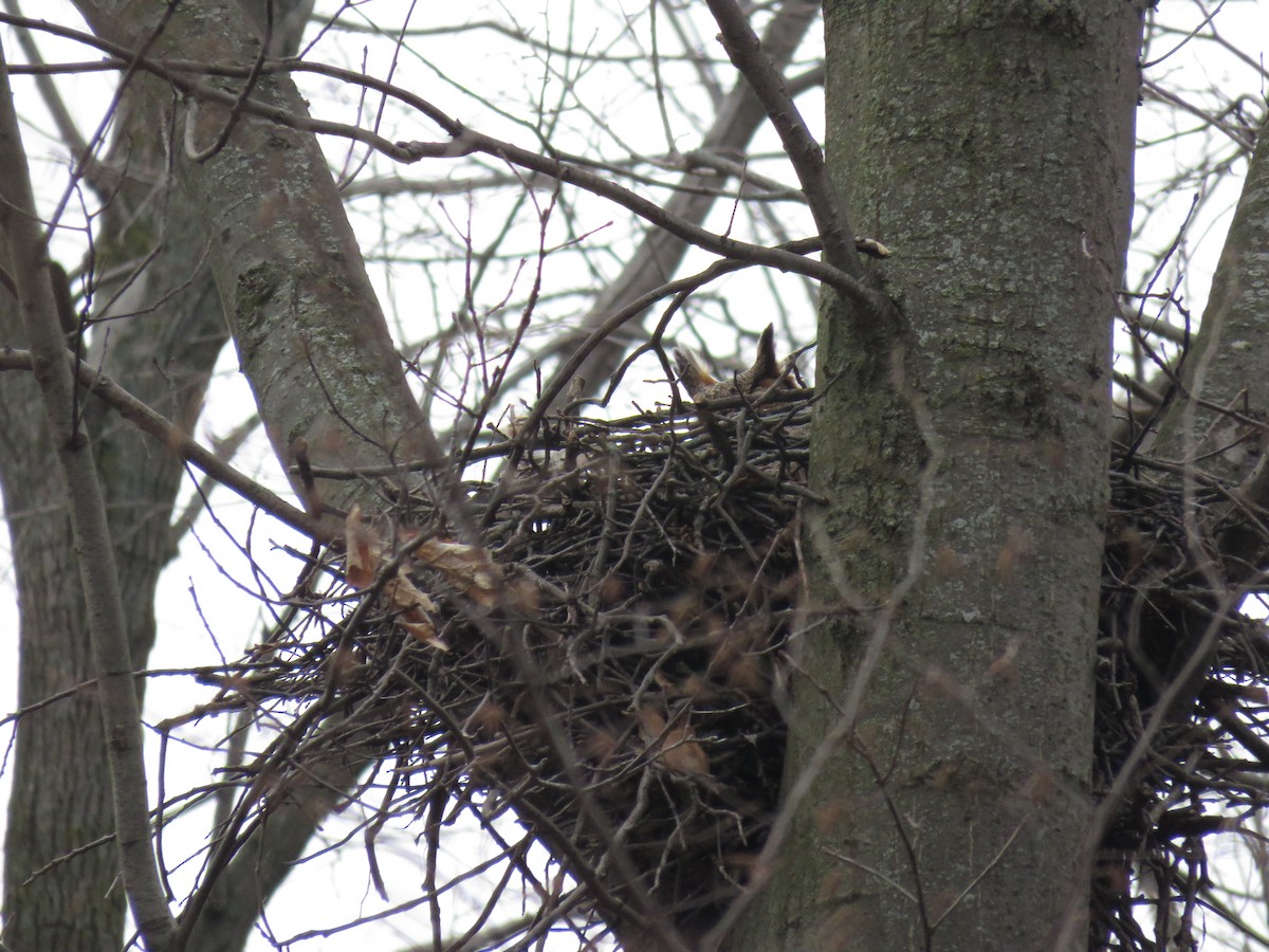 Great Horned Owl - ML52454571