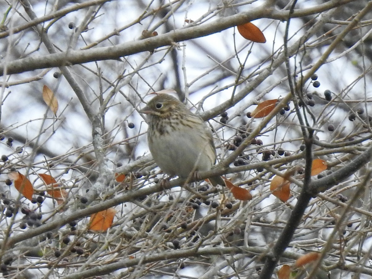 Vesper Sparrow - ML524545721