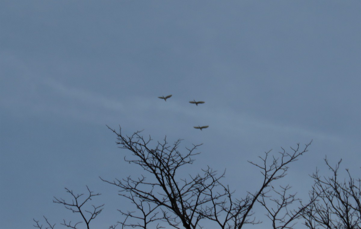 ダイサギ - ML52454591