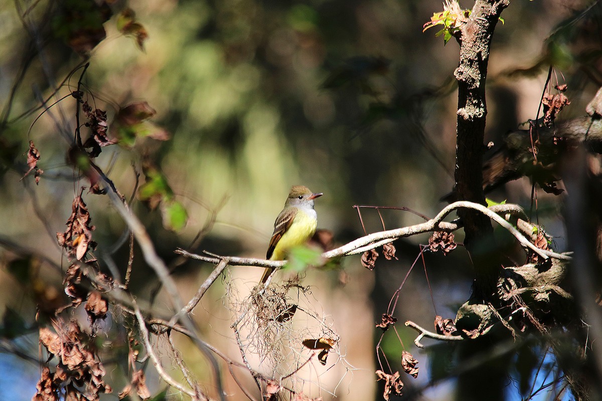 Great Crested Flycatcher - ML524546181