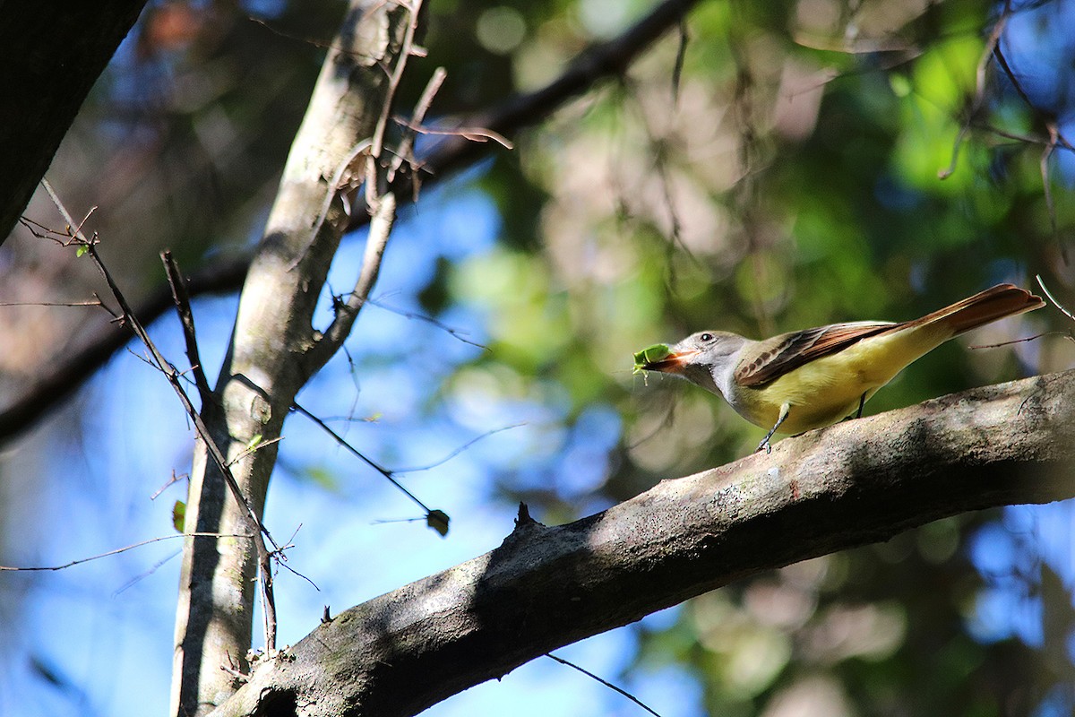 Great Crested Flycatcher - ML524546191