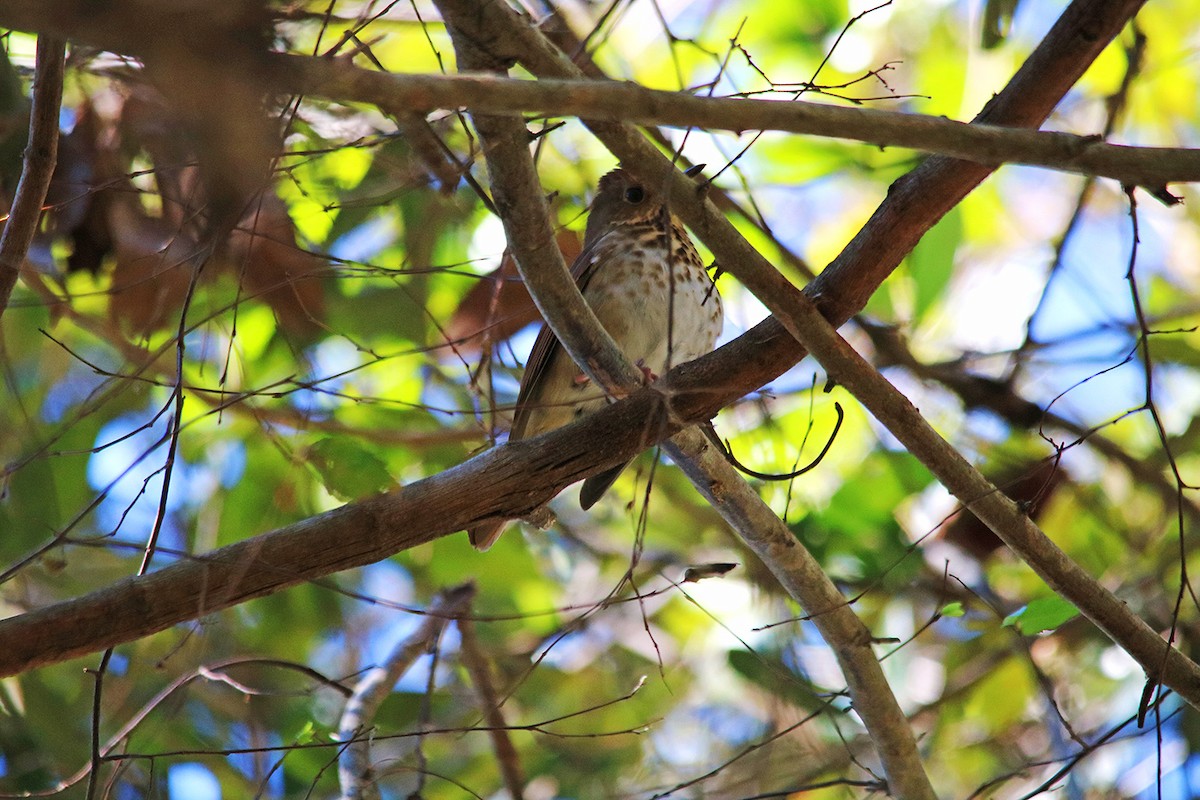 Hermit Thrush - ML524546381