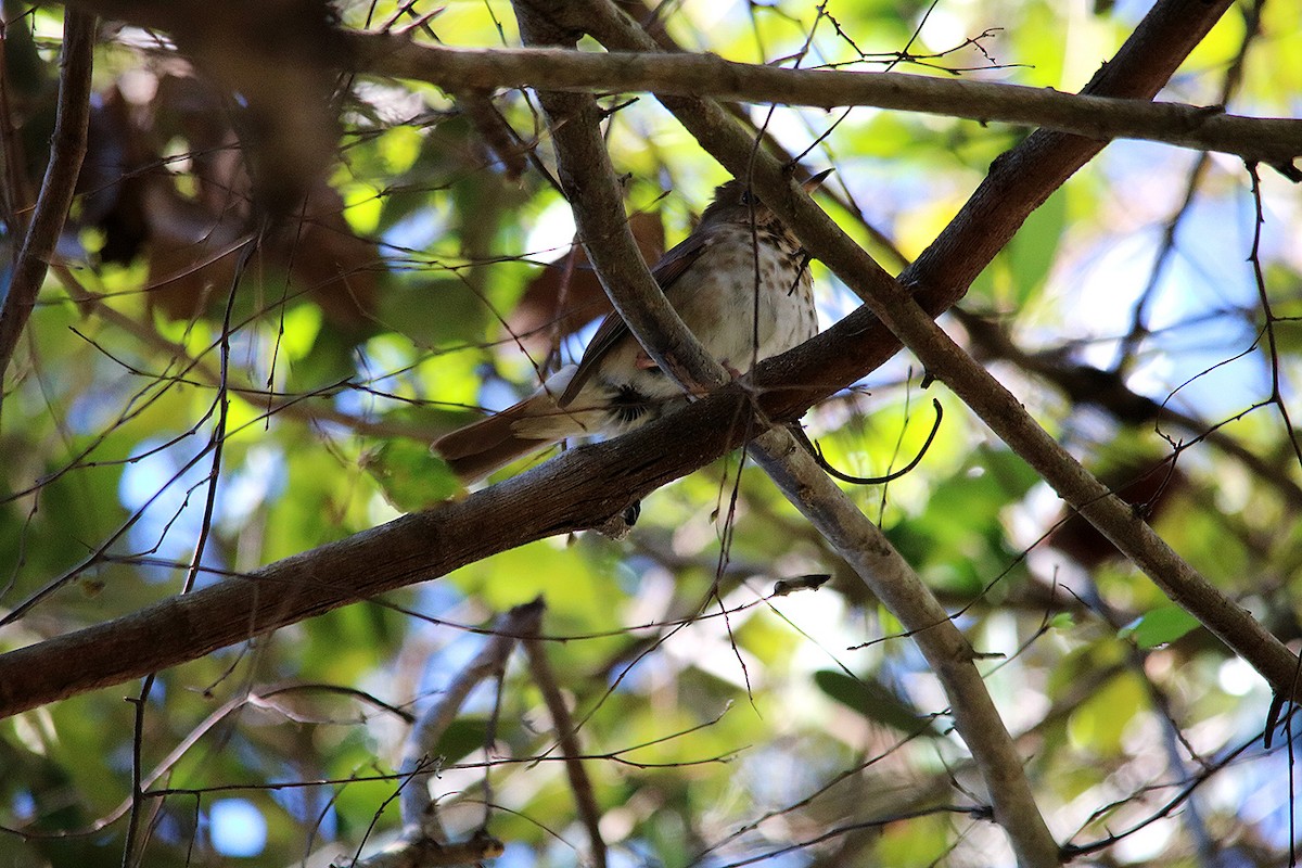 Hermit Thrush - ML524546391