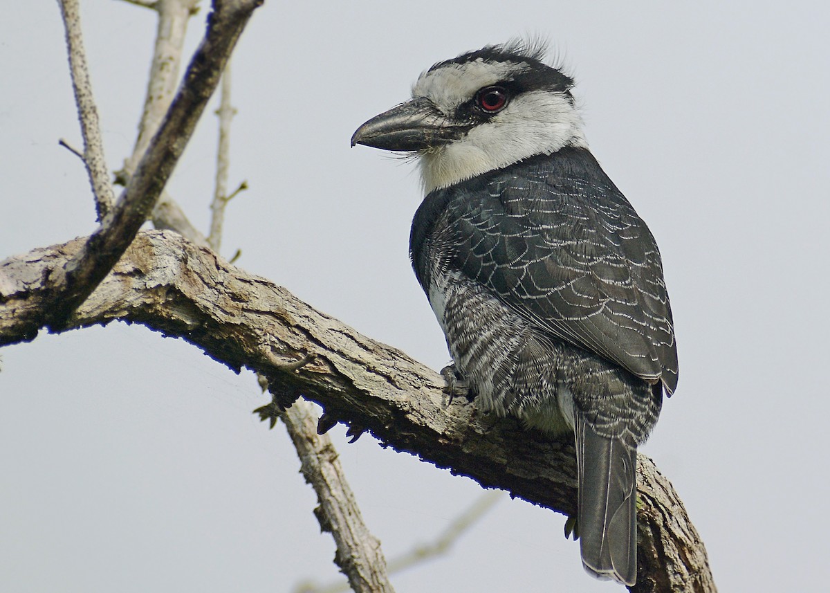 White-necked Puffbird - Jorge Dangel