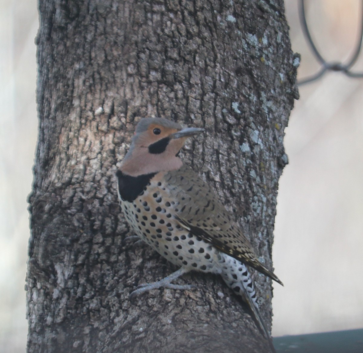 Northern Flicker (Yellow-shafted) - Jane Finneran