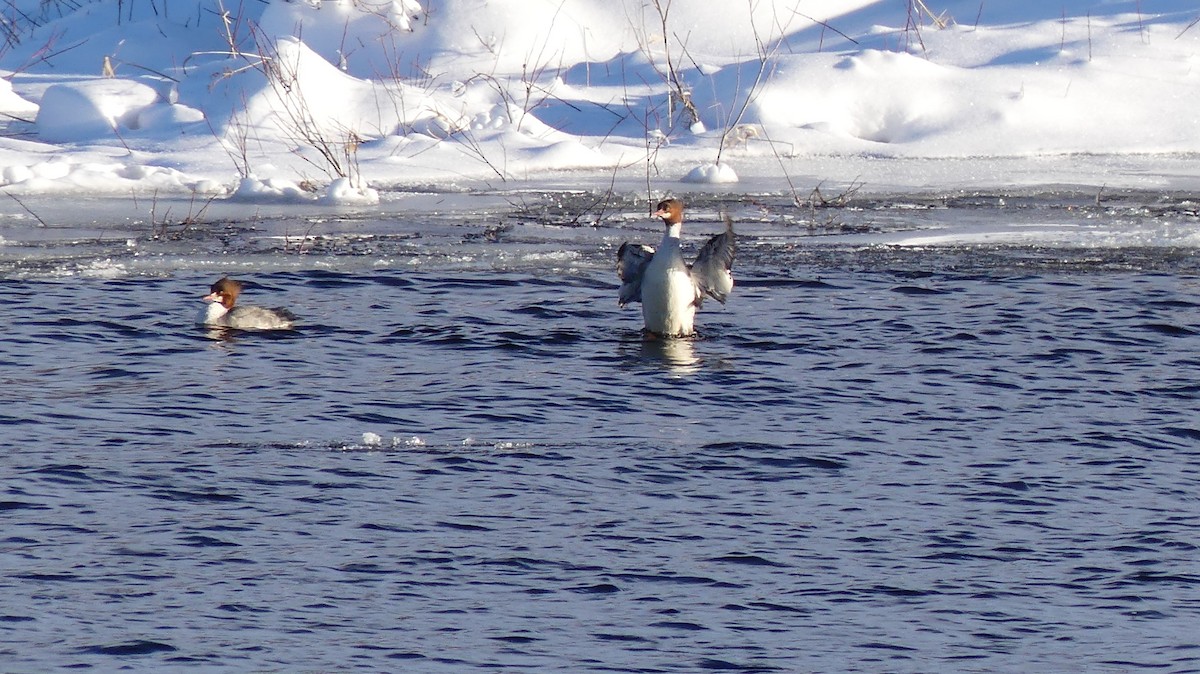 Common Merganser - ML524550041