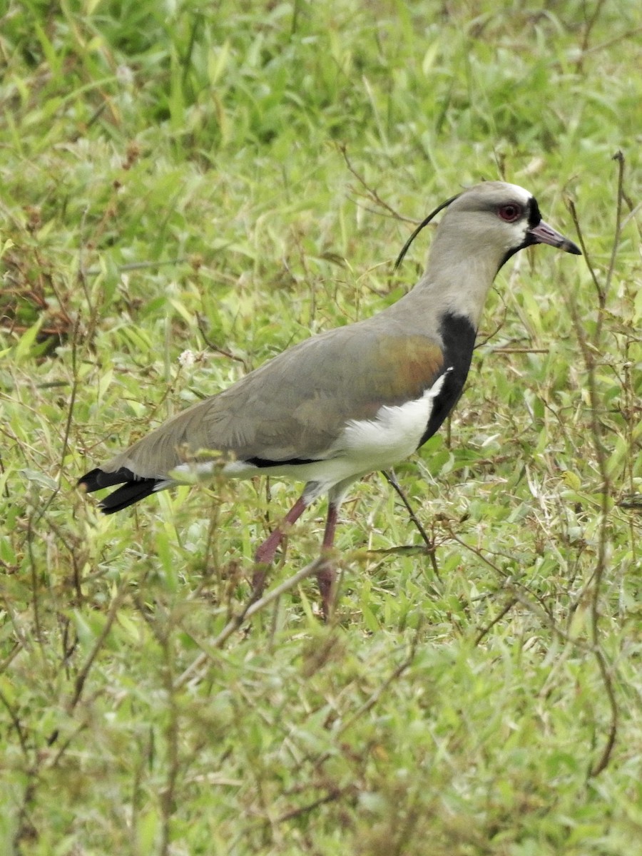 Southern Lapwing - ML524550131