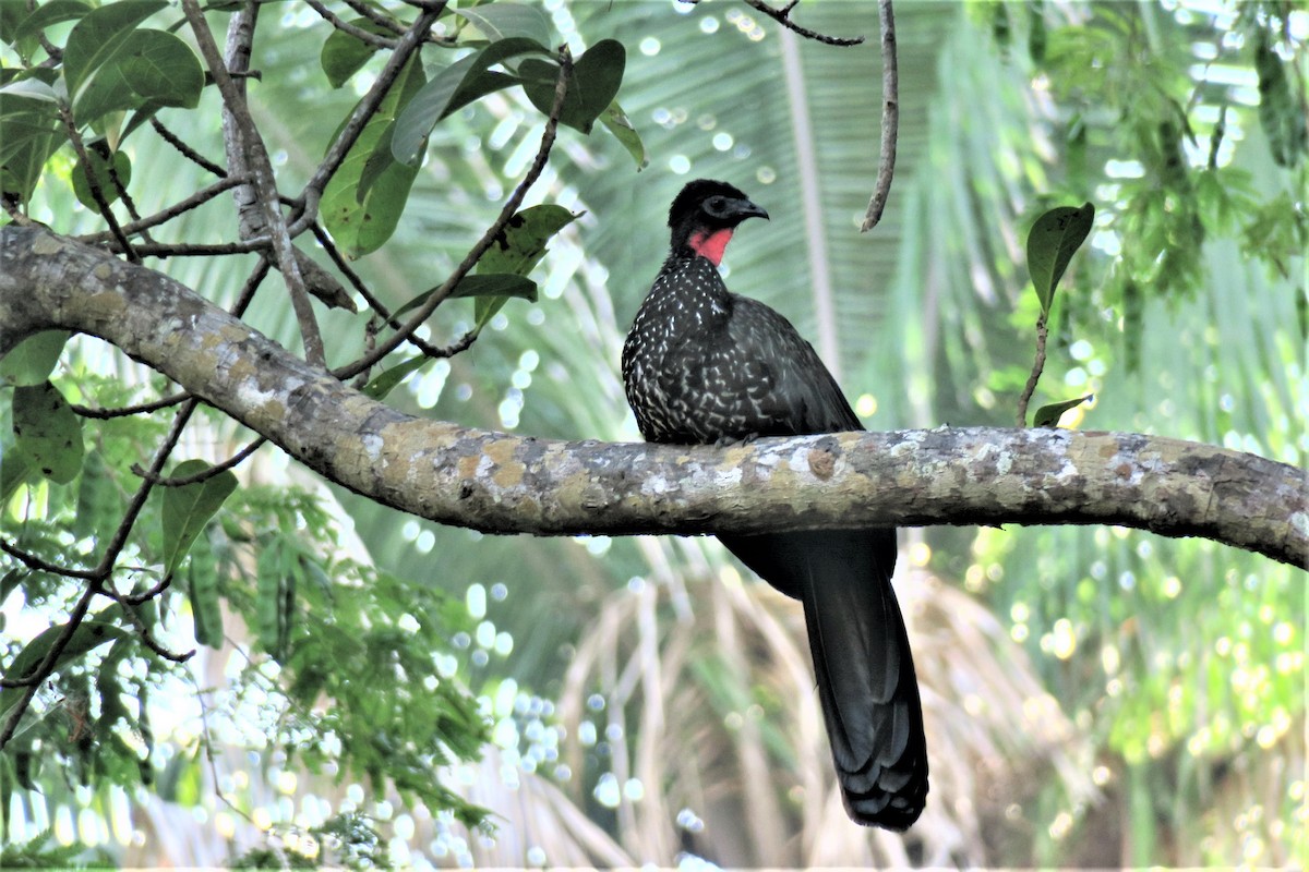 Crested Guan - ML524550151