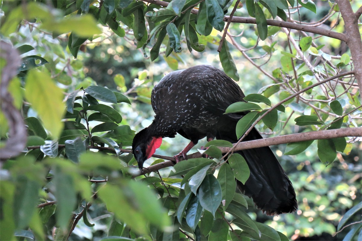 Crested Guan - Adrian Dorst