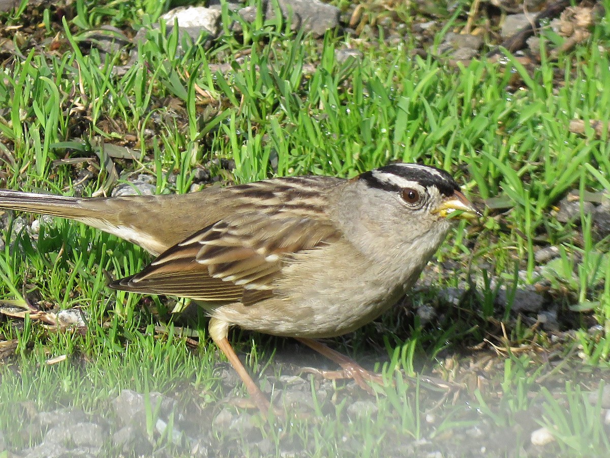White-crowned Sparrow (pugetensis) - Colin Meusel