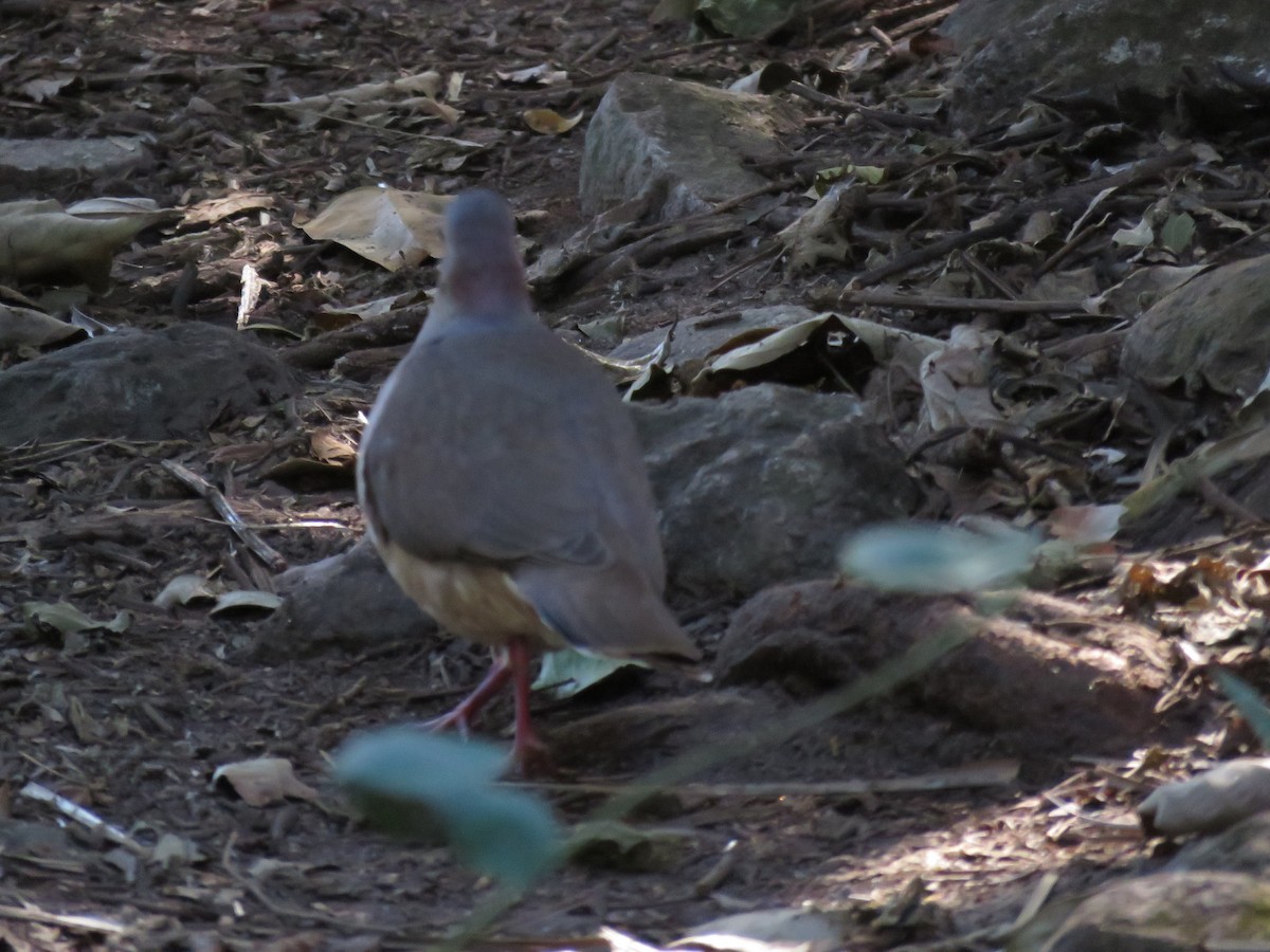 White-tipped Dove - ML524551451