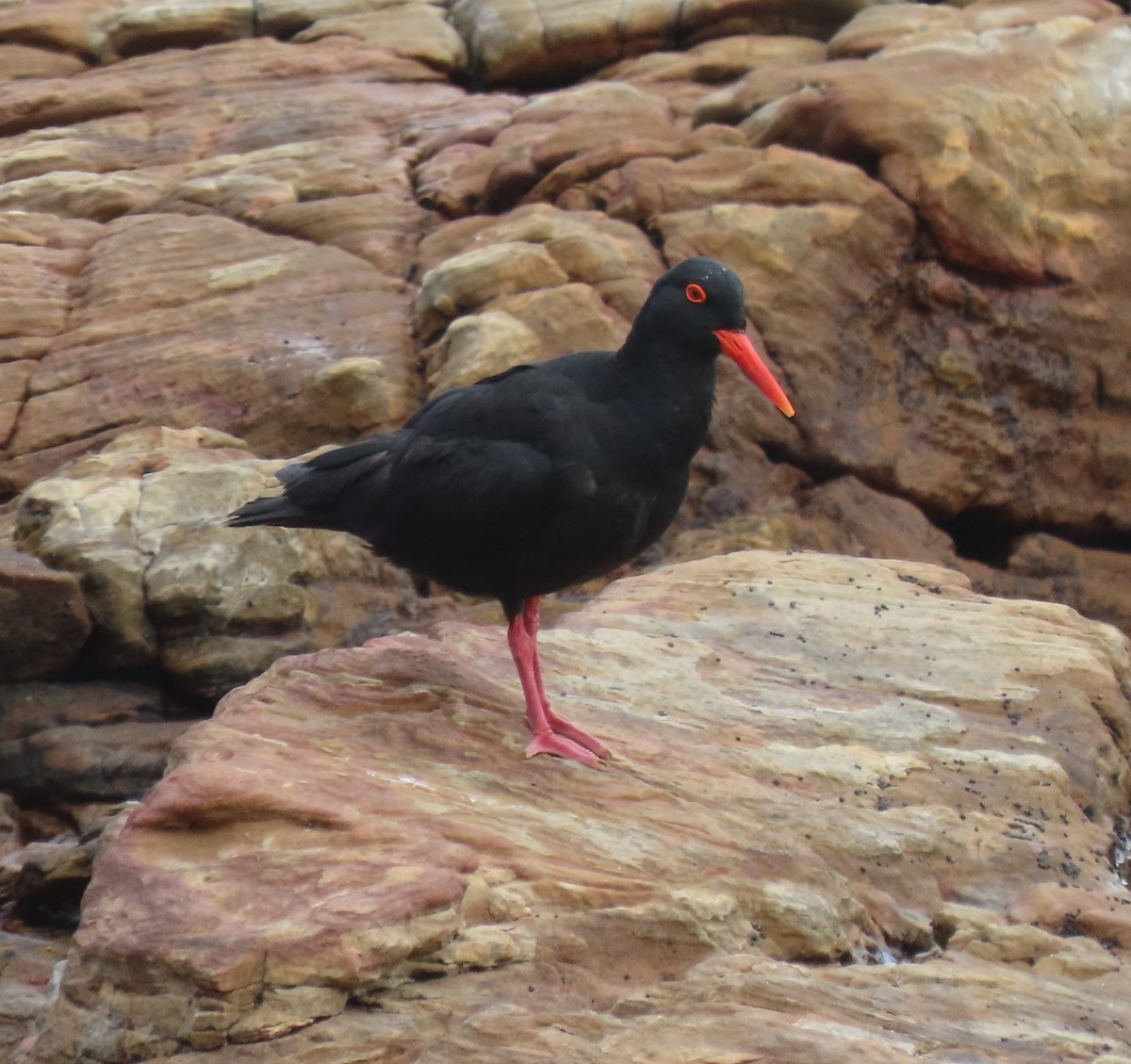 African Oystercatcher - Steve Aversa