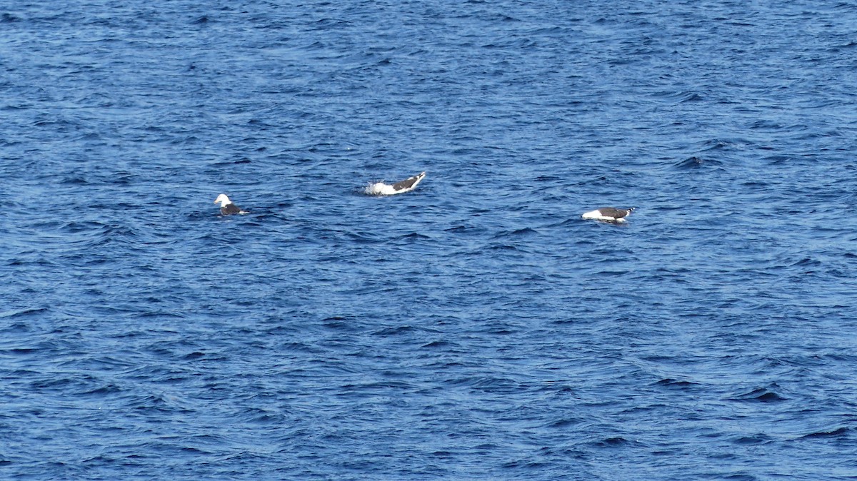 Great Black-backed Gull - ML524553221