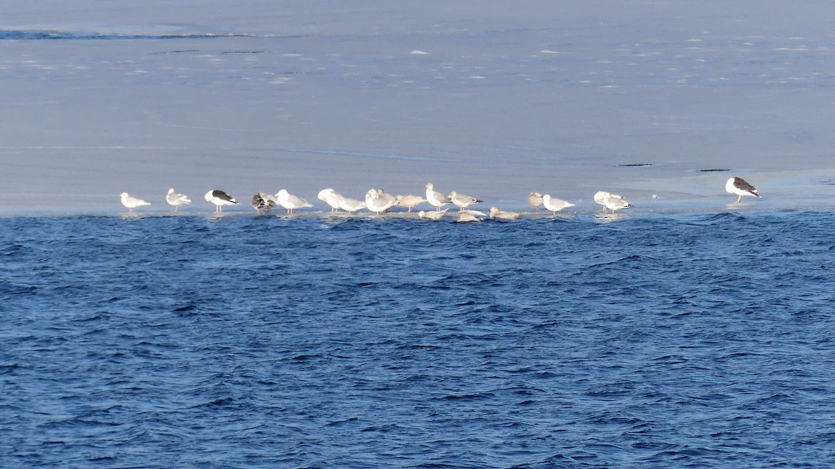 Gaviota Groenlandesa - ML524553461