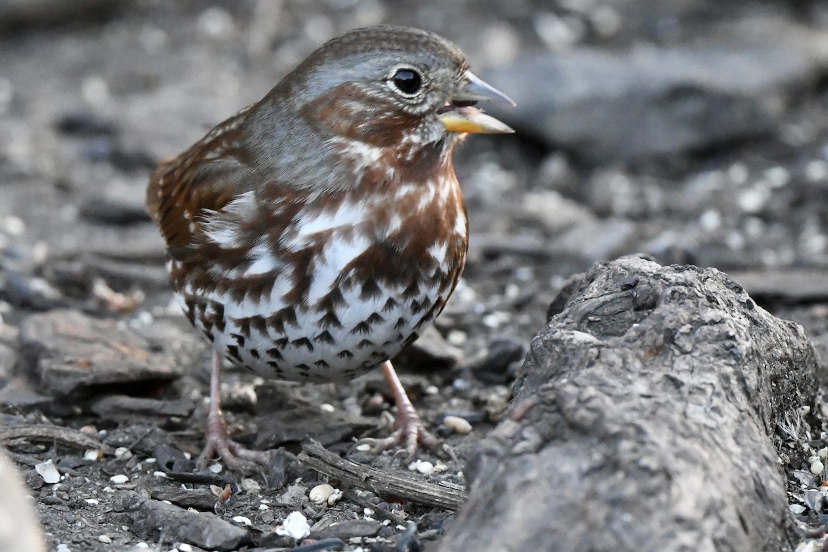 Fox Sparrow (Red) - Mary Walsh