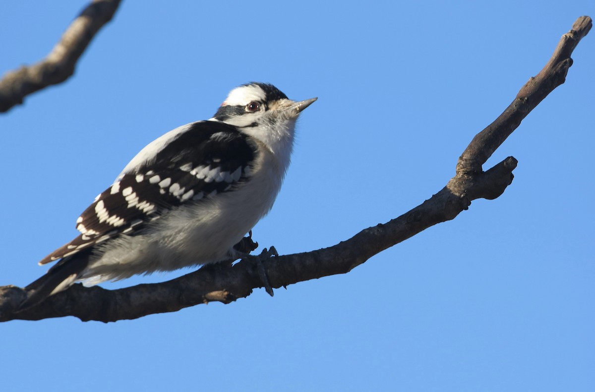 Downy Woodpecker (Eastern) - ML524555851