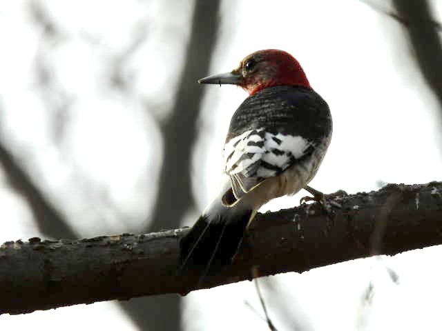 Red-headed Woodpecker - ML524556871