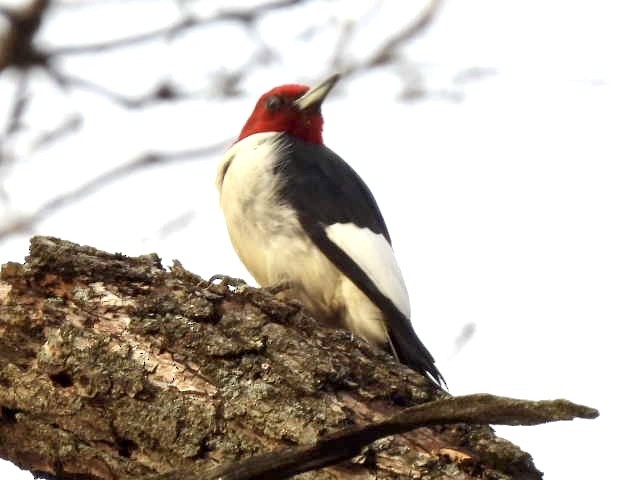 Red-headed Woodpecker - ML524556881