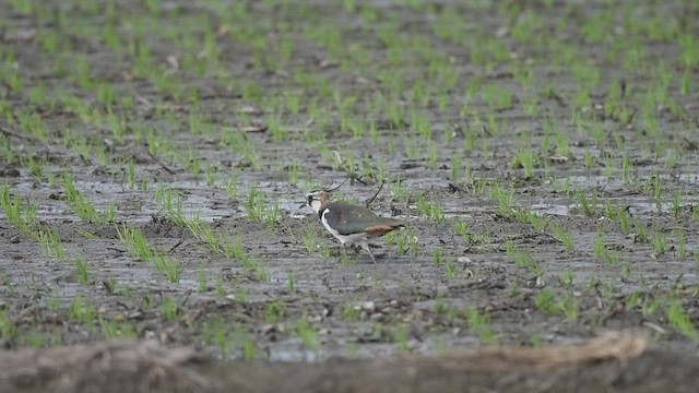 Northern Lapwing - ML524559941