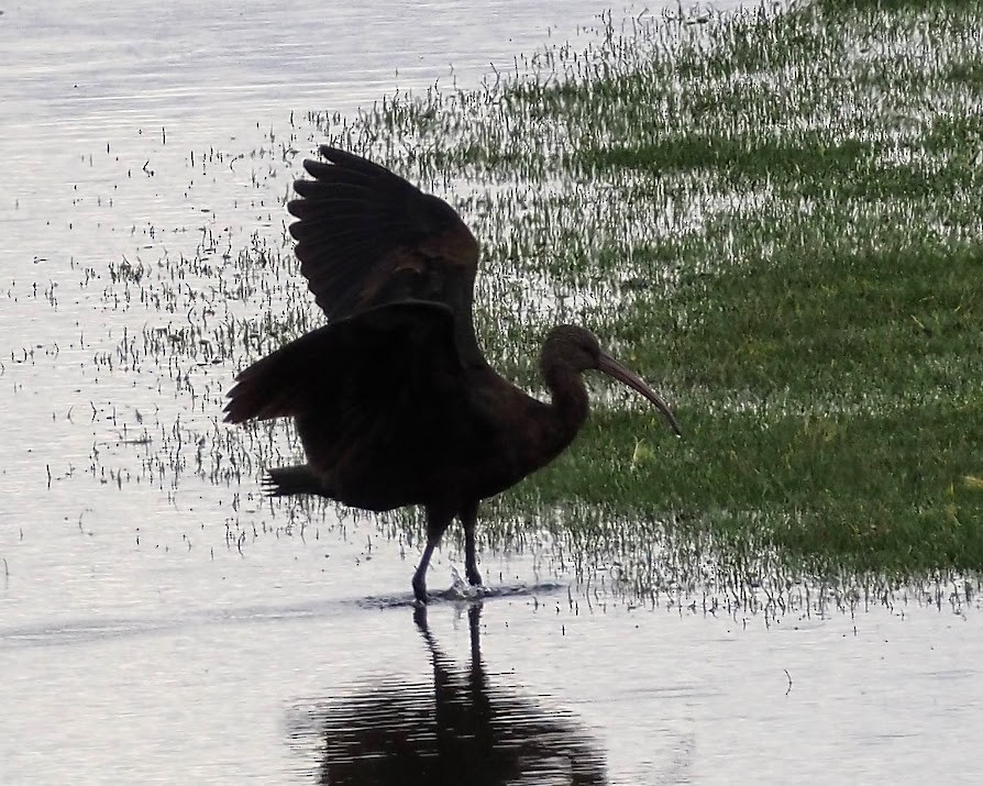 ibis andský - ML524560371