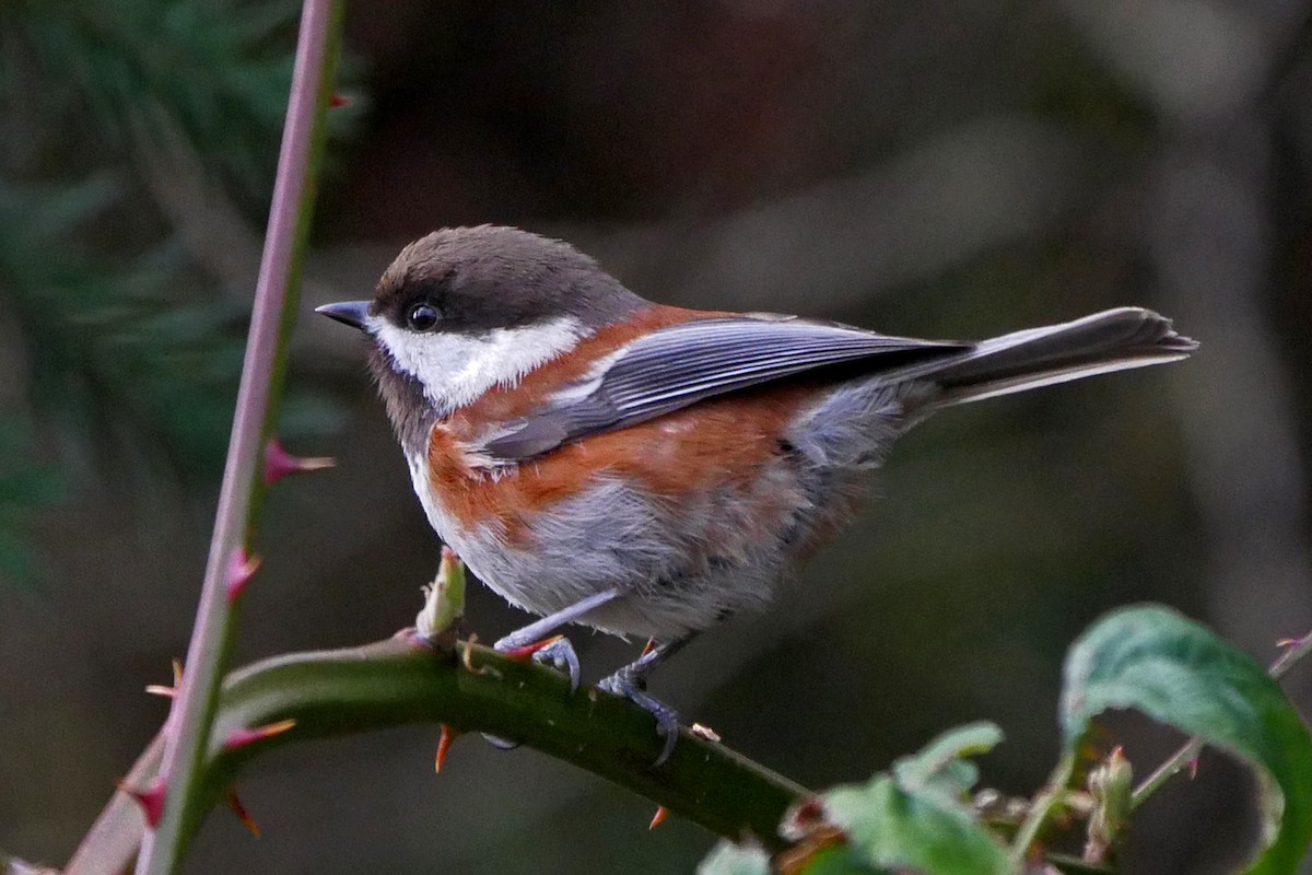 Chestnut-backed Chickadee - ML52456231