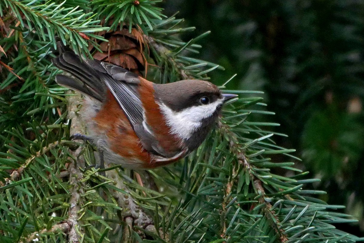 Mésange à dos marron - ML52456241