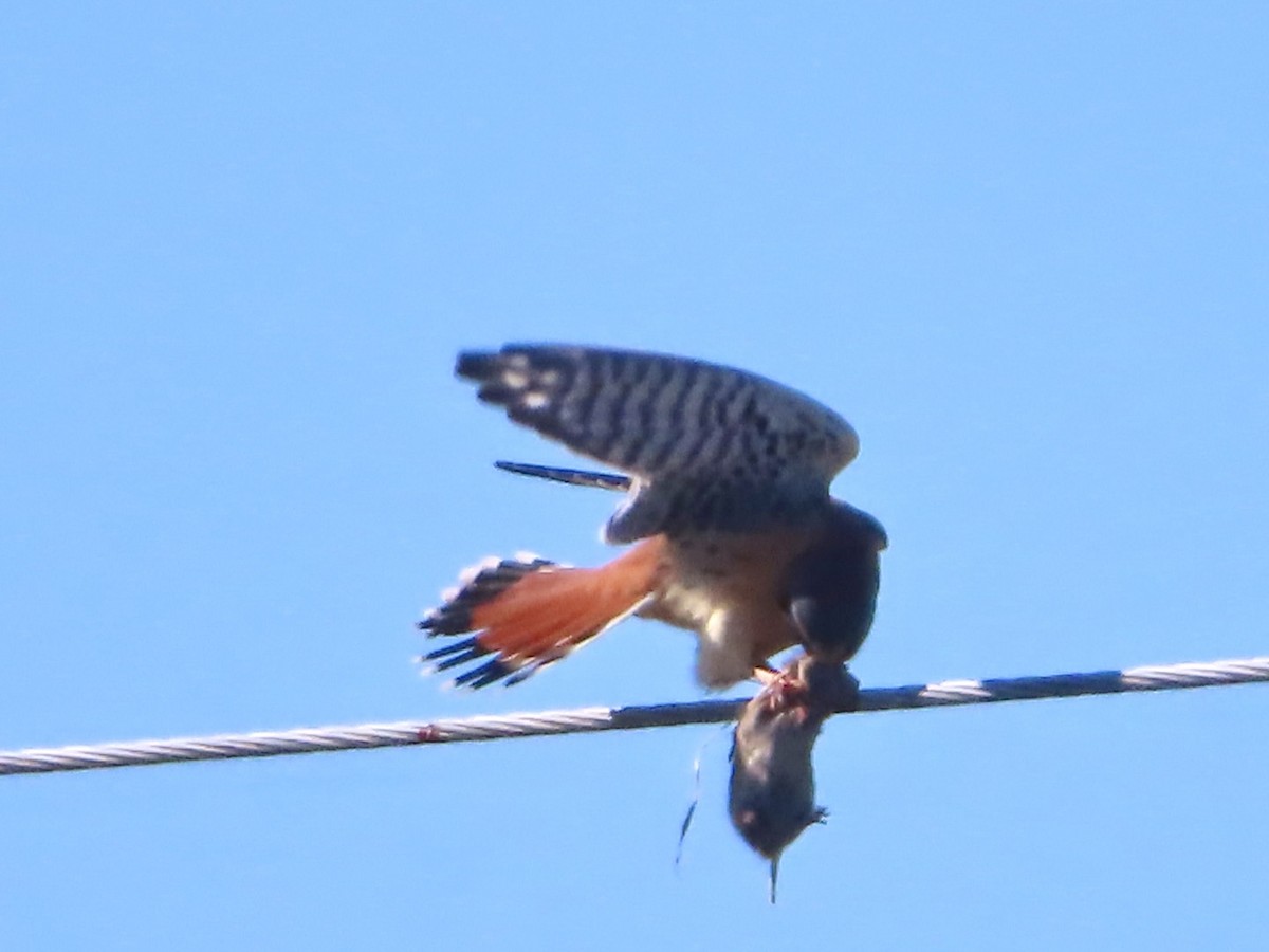 American Kestrel - ML524562651