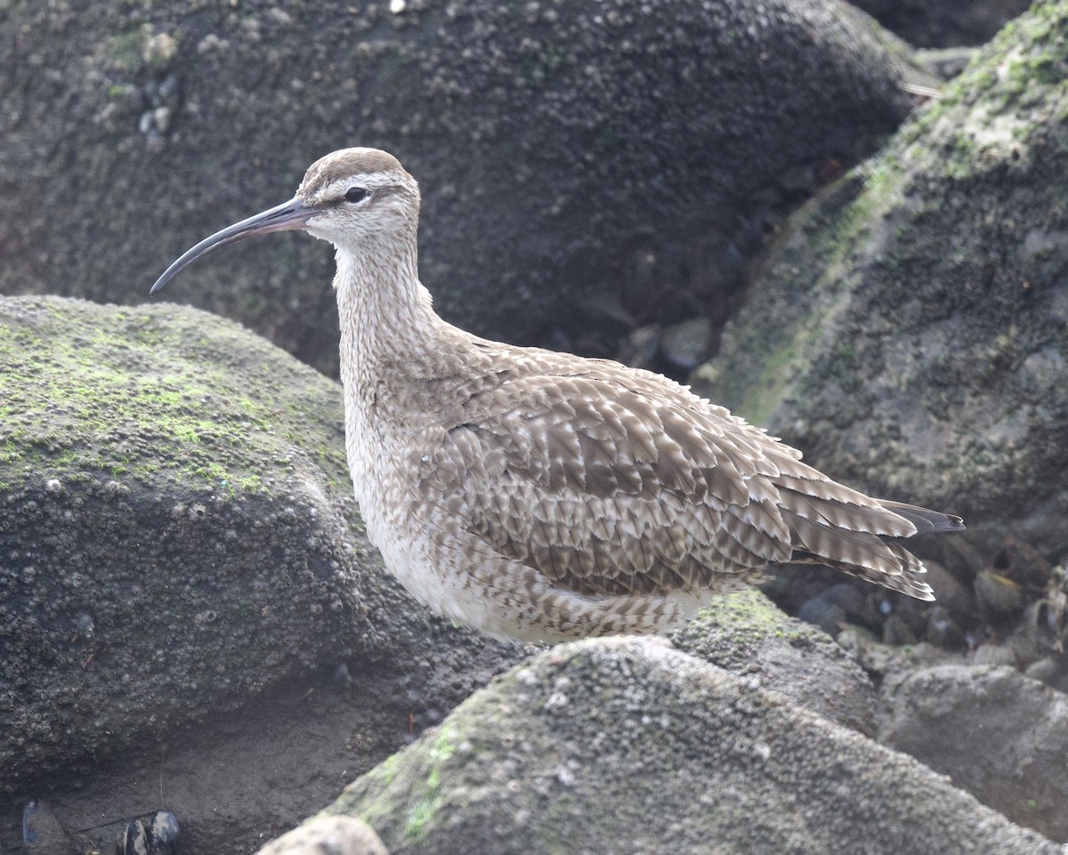 Whimbrel - william tyrer