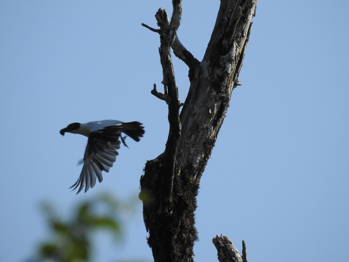 Black-tailed Tityra - Ivanna Schlender