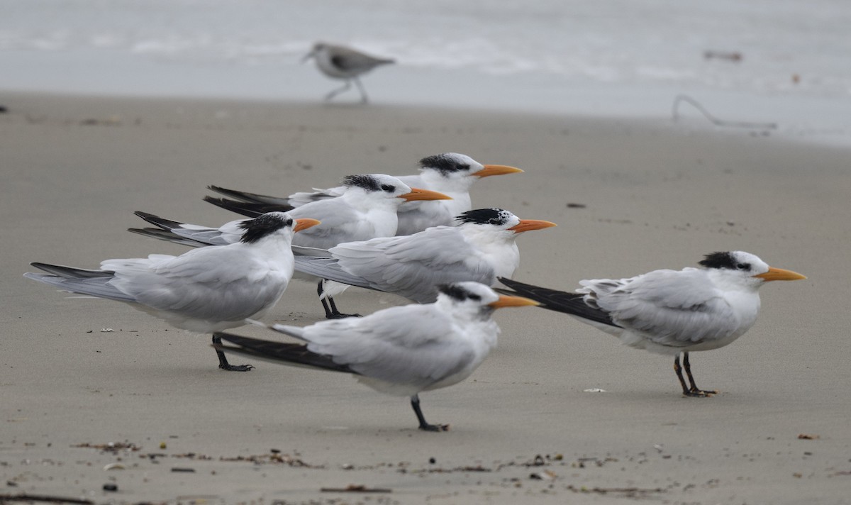 Royal Tern - william tyrer