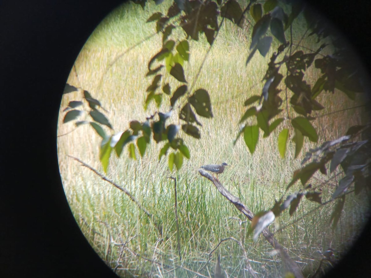 Sunbittern - ML524567461