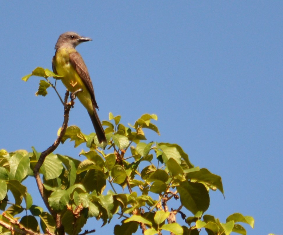 Tropical Kingbird - ML524568091