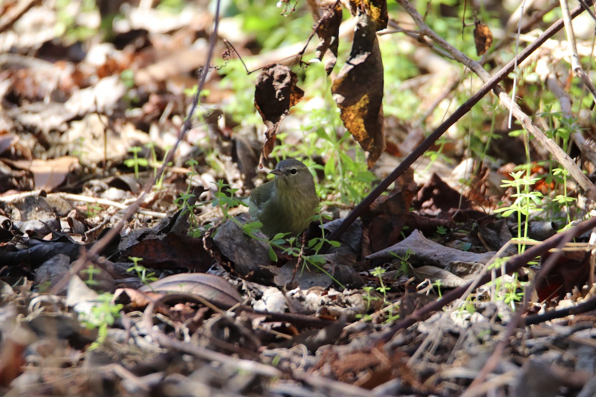 Orange-crowned Warbler - ML524568111