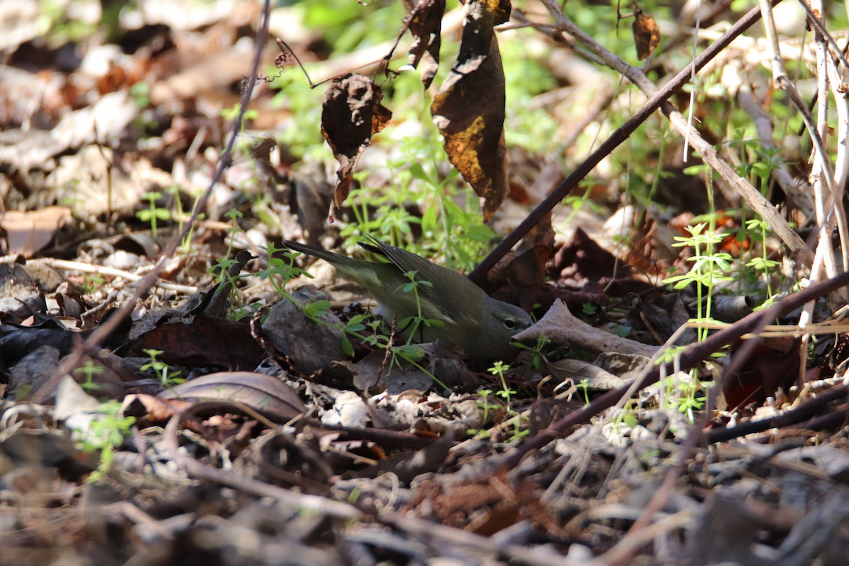 Orange-crowned Warbler - ML524568121