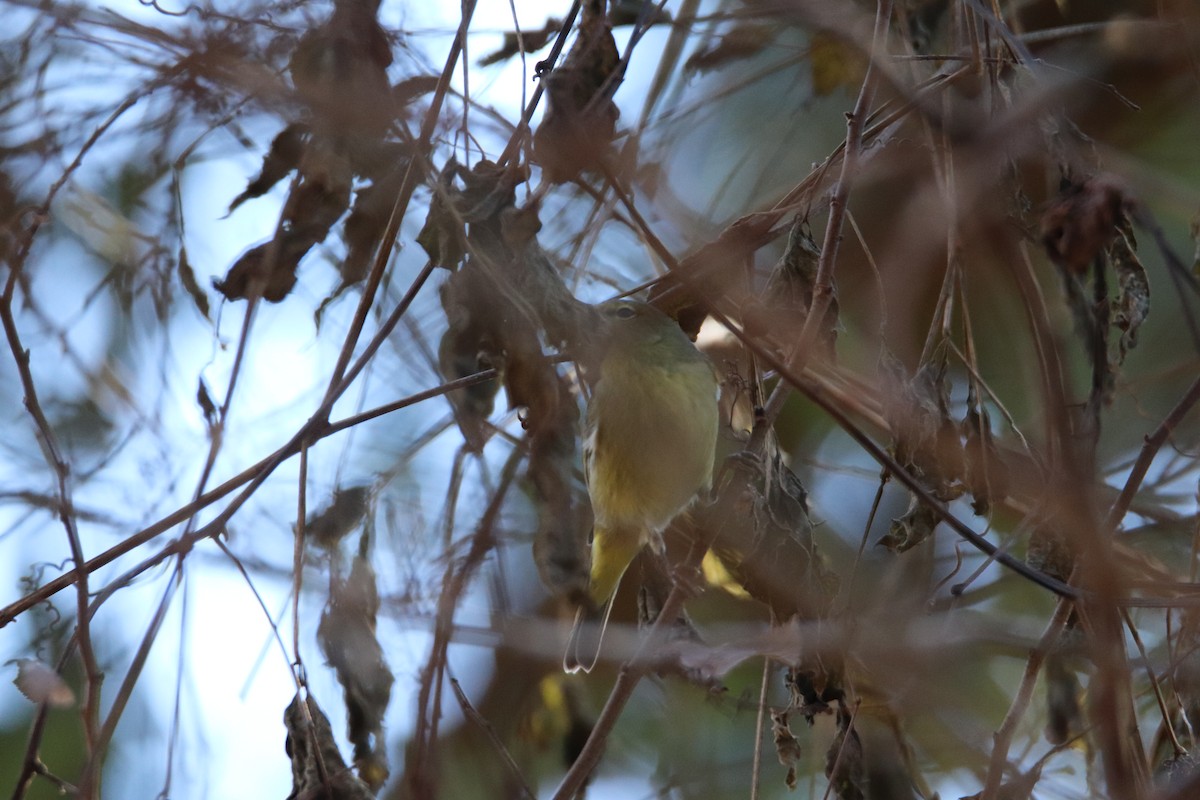 Orange-crowned Warbler - ML524568131