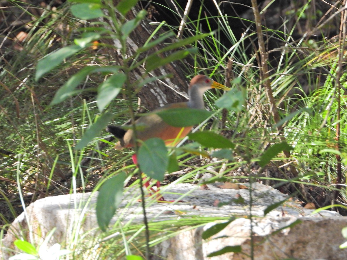 Russet-naped Wood-Rail - ML524569401