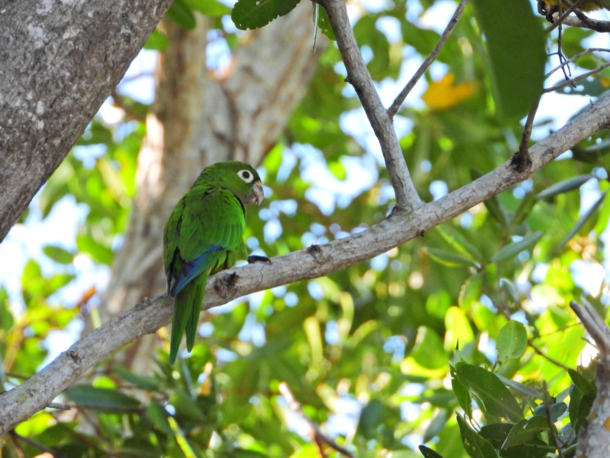 Olive-throated Parakeet (Aztec) - ML524569541