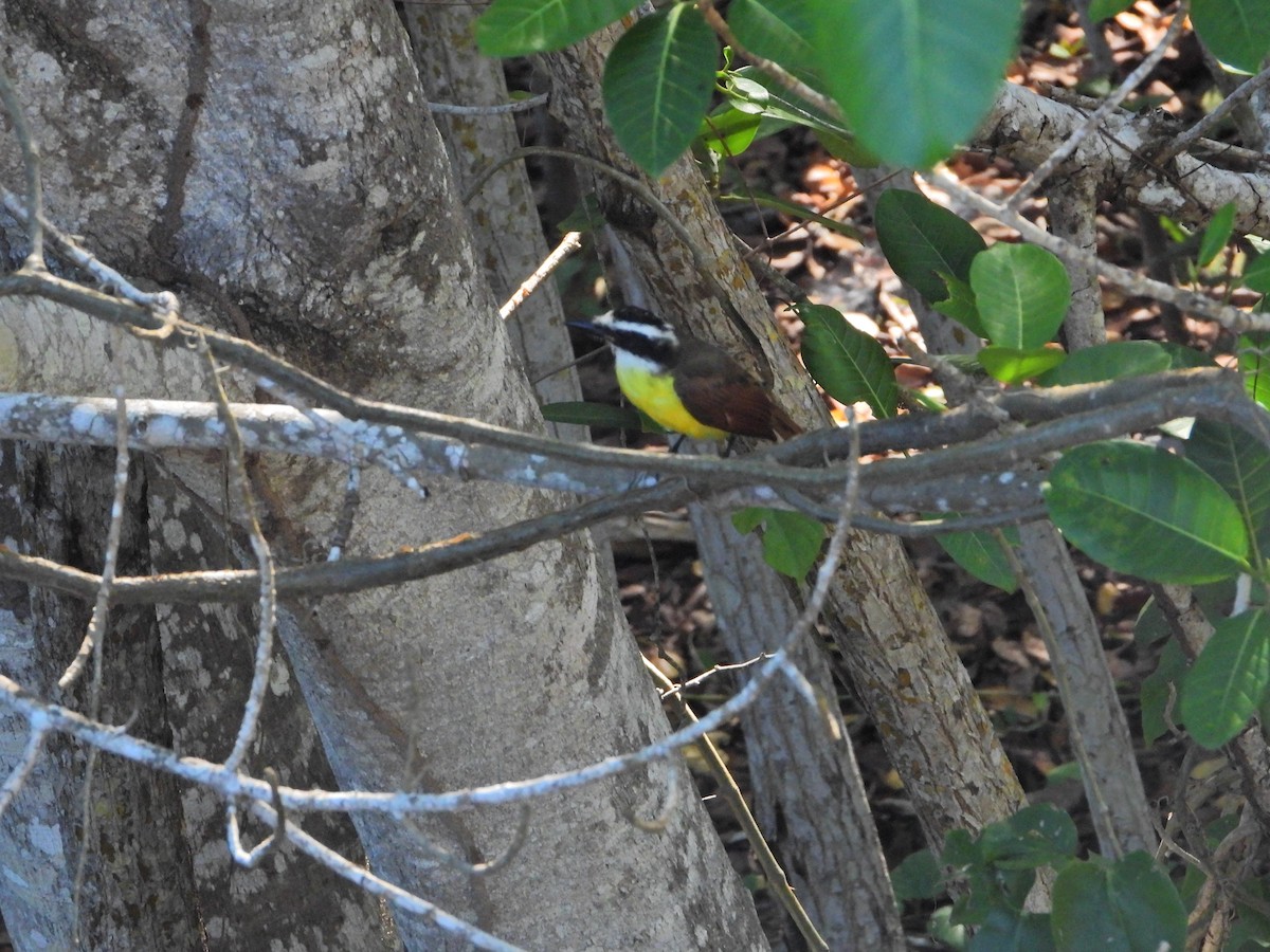 Great Kiskadee - ML524569681