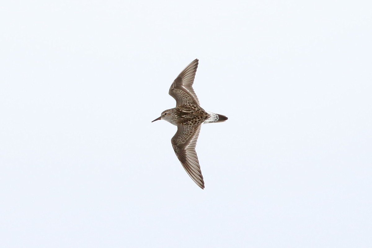 White-rumped Sandpiper - ML524570041