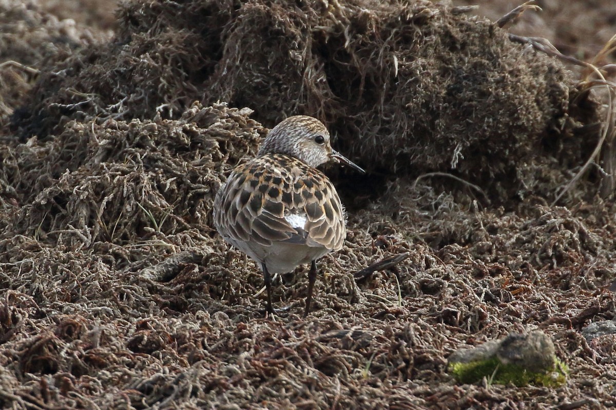 Weißbürzel-Strandläufer - ML524570051