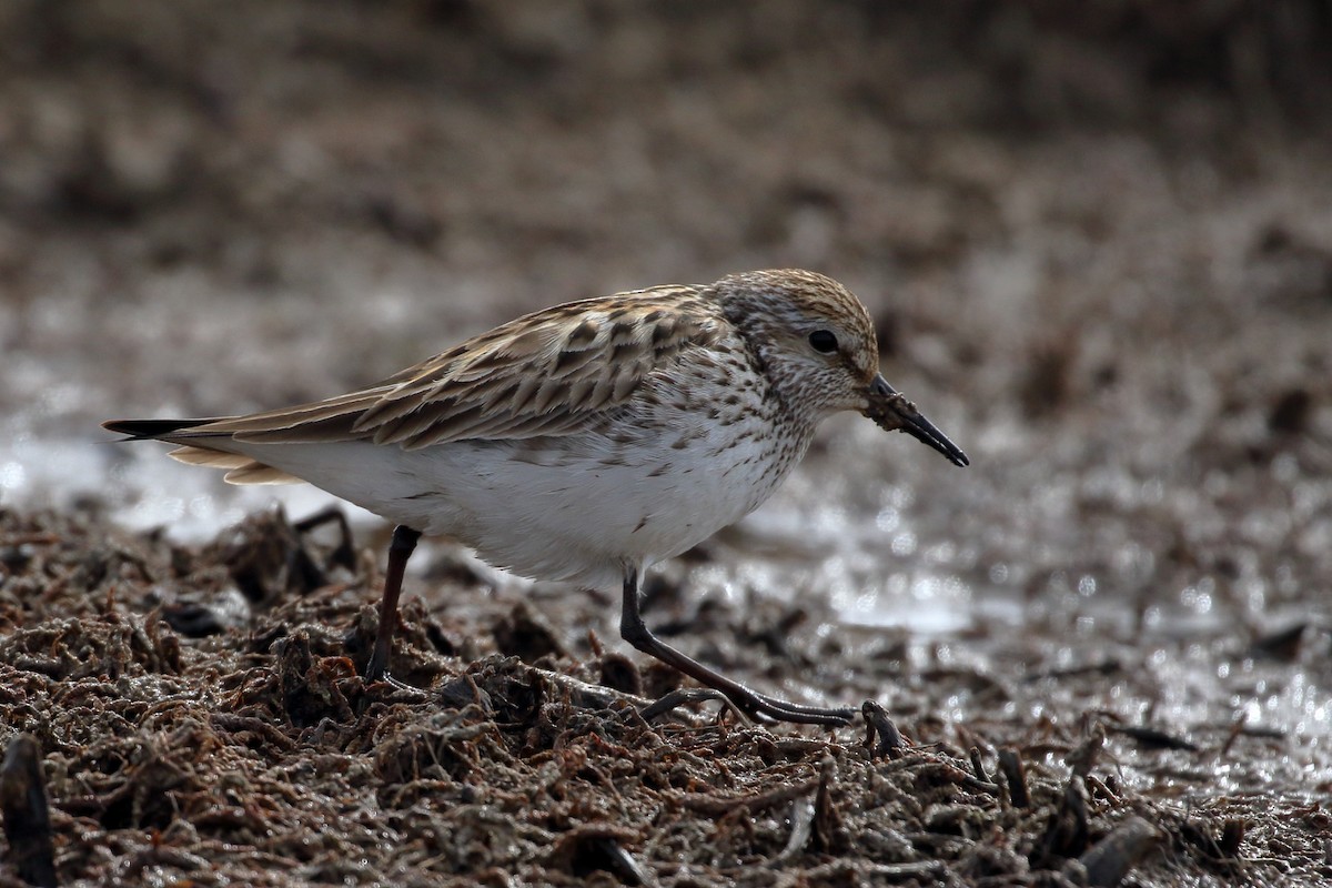 White-rumped Sandpiper - ML524570071