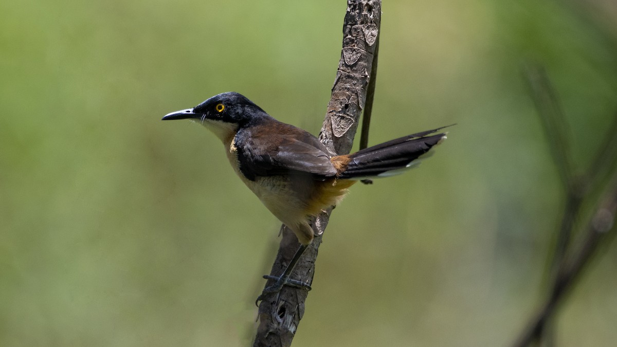 Black-capped Donacobius - ML524570181