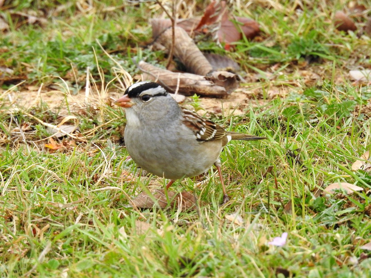 White-crowned Sparrow - ML524570881