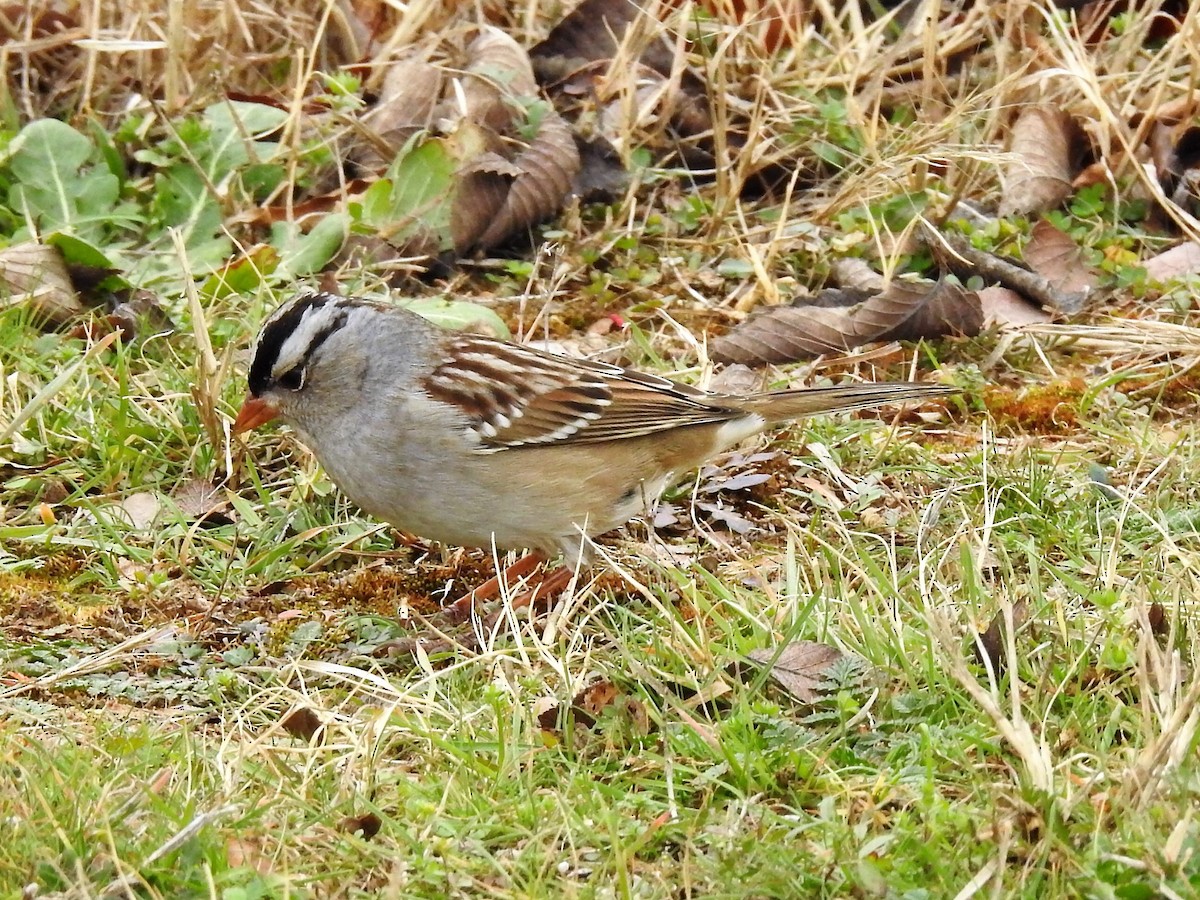 White-crowned Sparrow - ML524570951